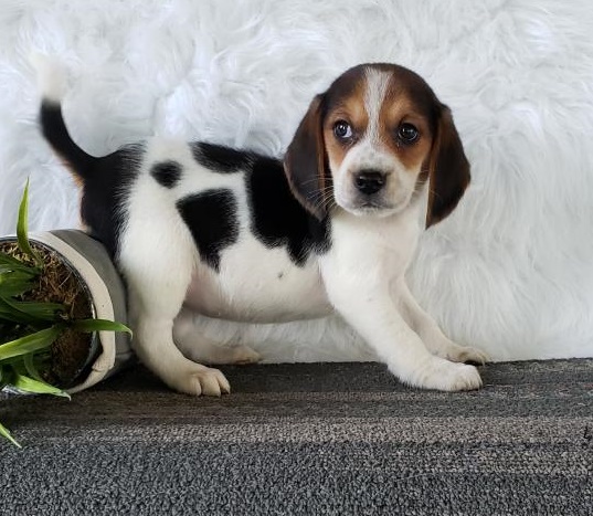 Buy Sweet Beagle puppy