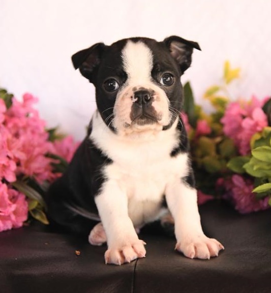 Buy Playful Boston Terrier puppies